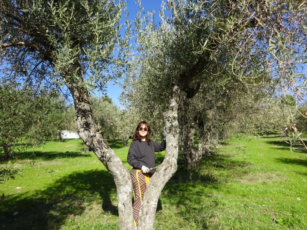 how to prune an olive tree