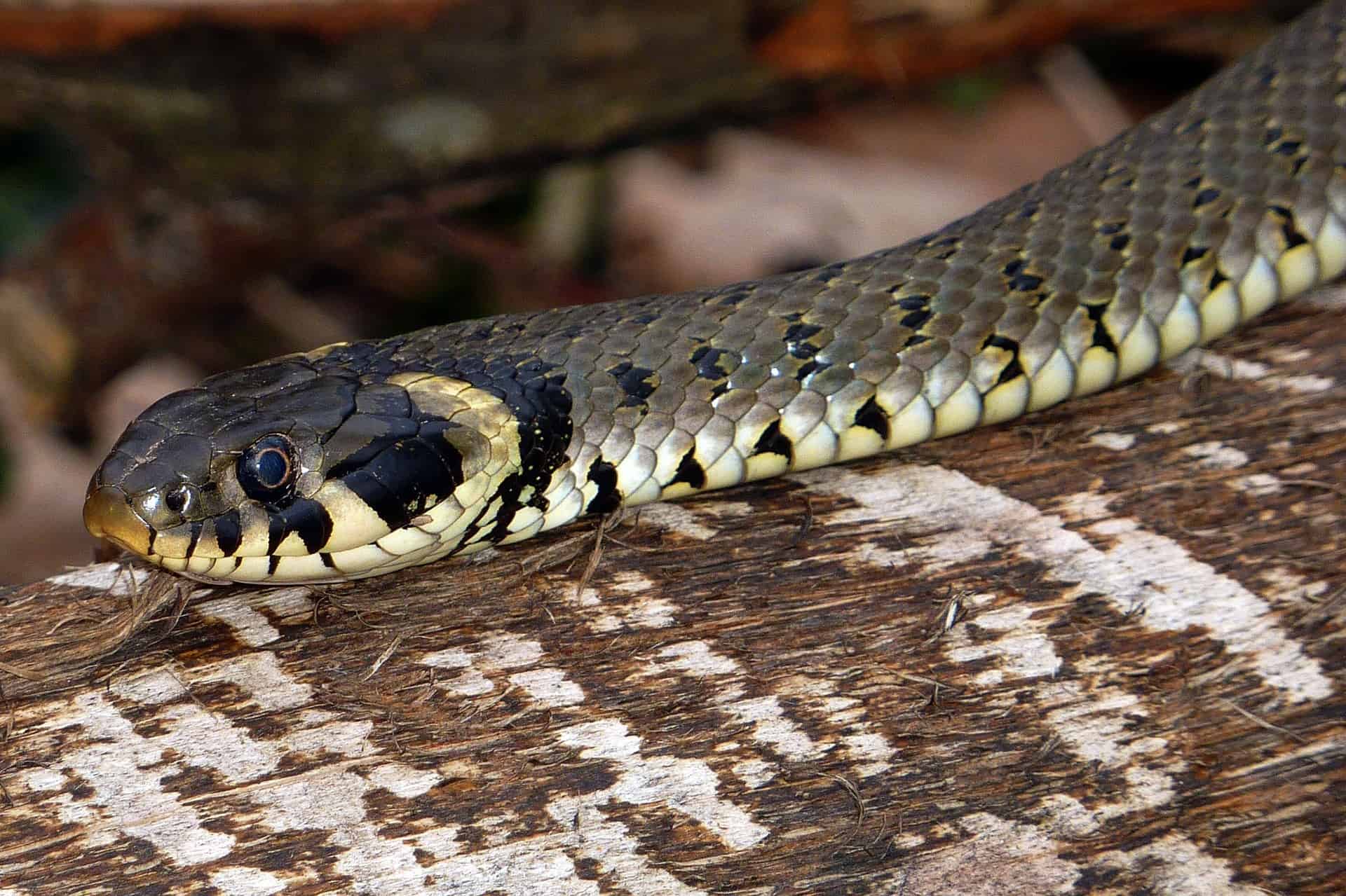 Are There Snakes In Sardinia? - Total Sardinia